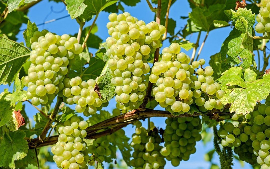 Albariño